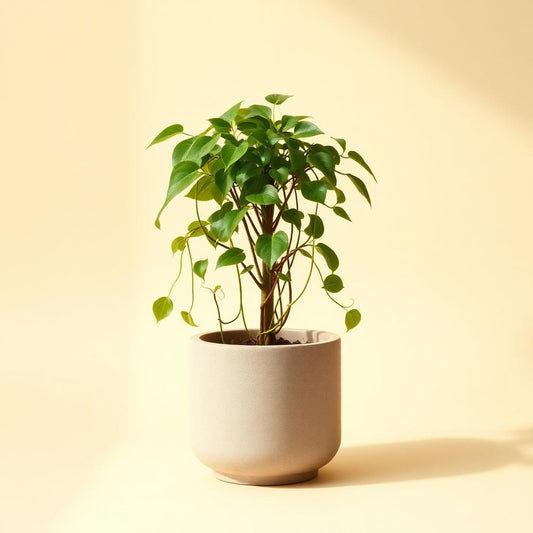Trailing pothos plant in a simple pot